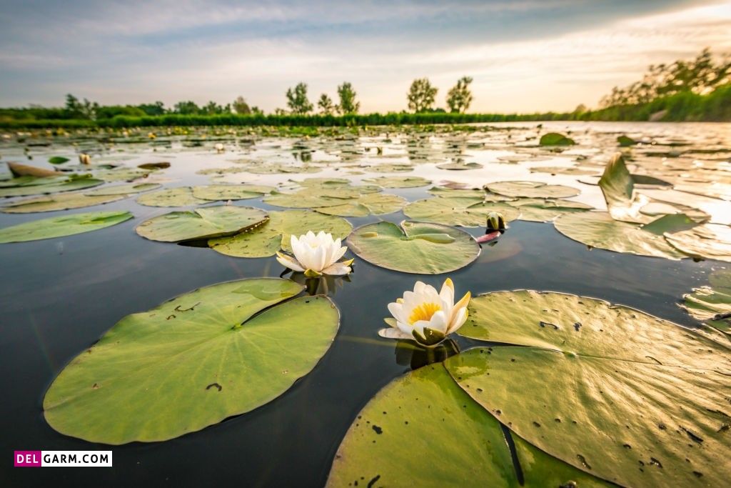 عکس گل نیلوفر آبی برای پروفایل