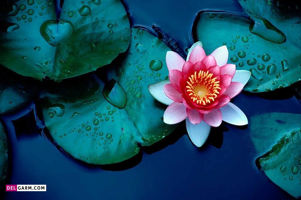 عکس پروفایل گل نیلوفر آبی