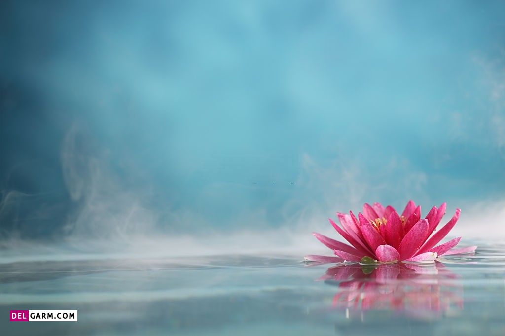  تصویر زمینه نیلوفر آبی