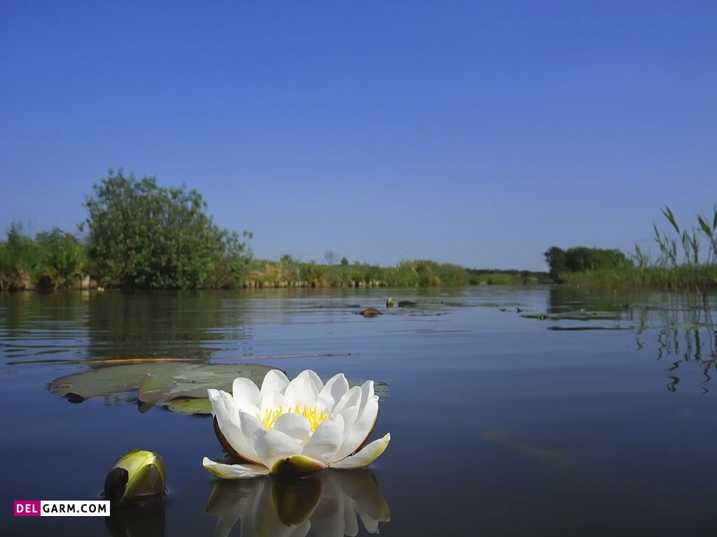 تصویر زمینه نیلوفر آبی