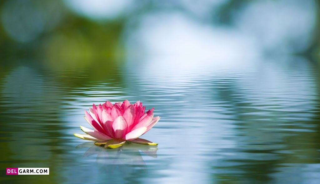 عکس گل نیلوفر آبی برای پروفایل