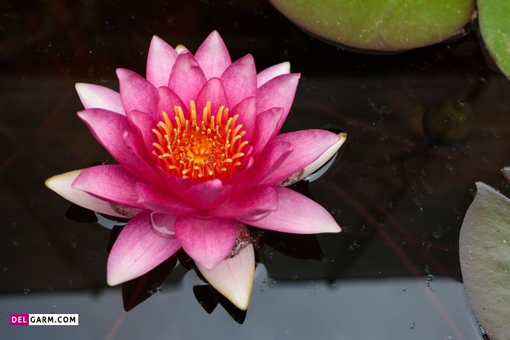  تصویر زمینه نیلوفر آبی