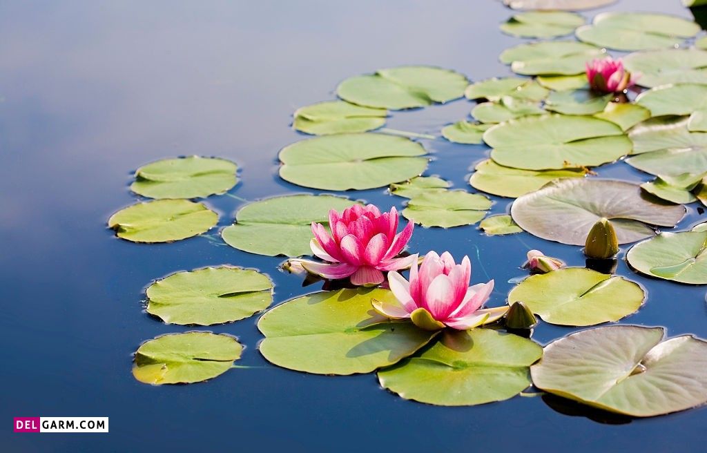  تصویر زمینه نیلوفر آبی