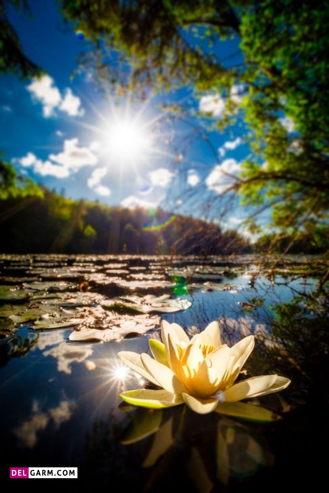 عکس گل نیلوفر آبی برای پروفایل