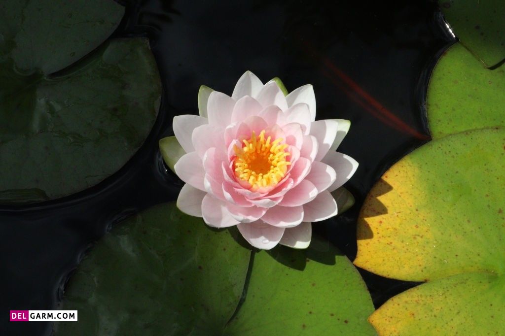 عکس گل نیلوفر آبی برای پروفایل