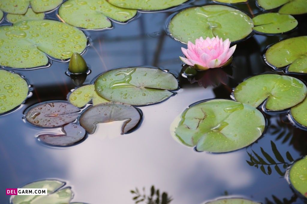 عکس گل نیلوفر آبی برای پروفایل