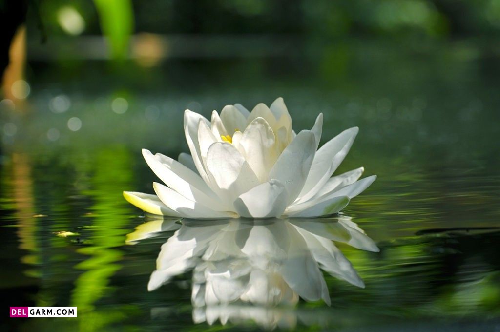 عکس گل نیلوفر آبی برای پروفایل