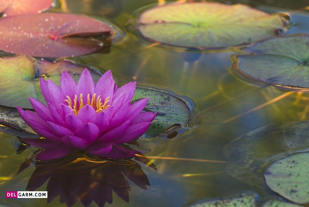 عکس گل نیلوفر آبی برای پروفایل