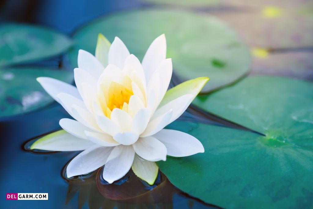عکس گل نیلوفر آبی برای پروفایل