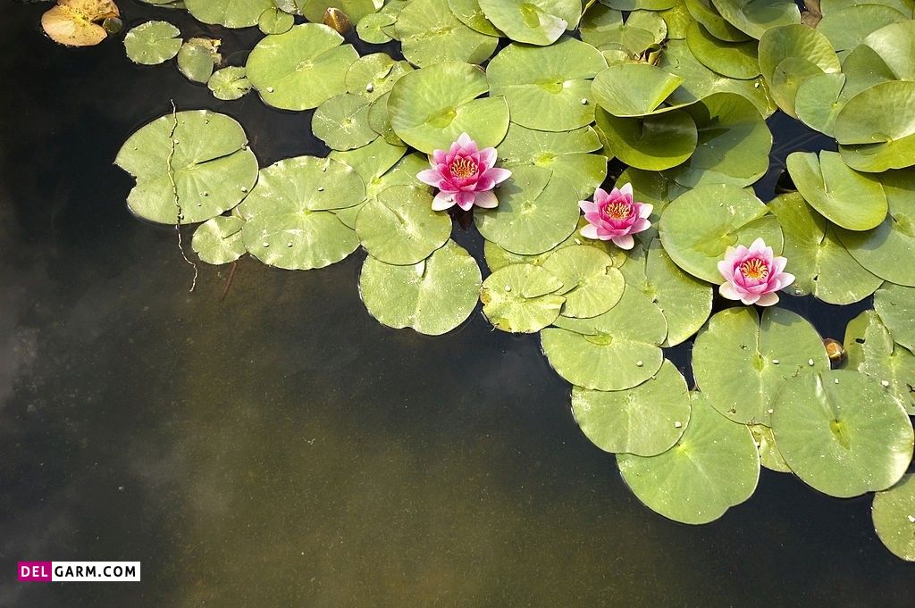 عکس گل نیلوفر آبی برای پروفایل