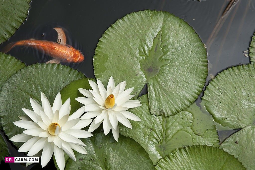 عکس گل نیلوفر آبی برای پروفایل