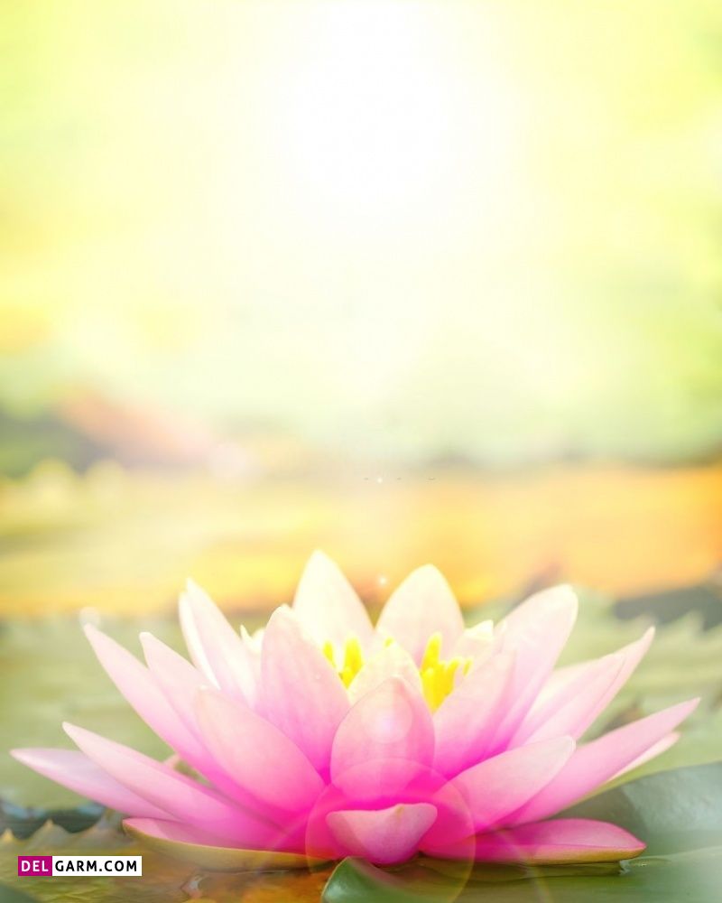 عکس گل نیلوفر آبی هنری