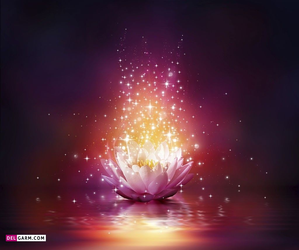 عکس گل نیلوفر وحشی