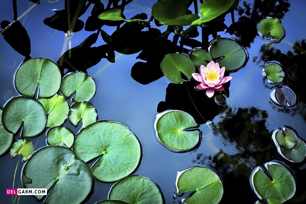 عکس گل نیلوفر وحشی