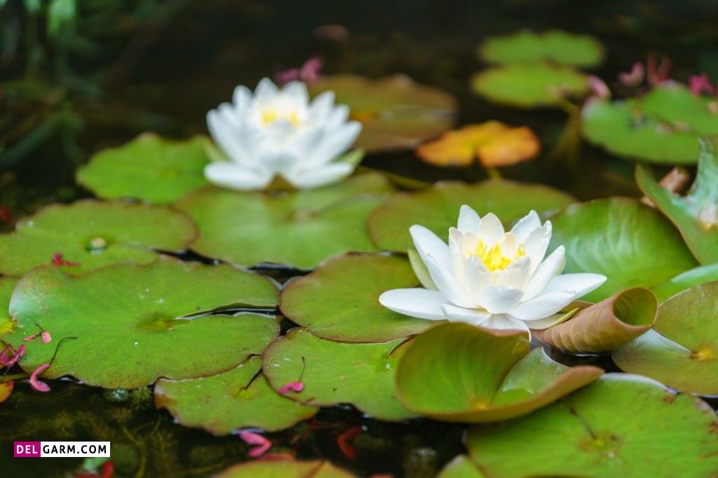  عکس گل نیلوفر آبی برای صفحه گوشی