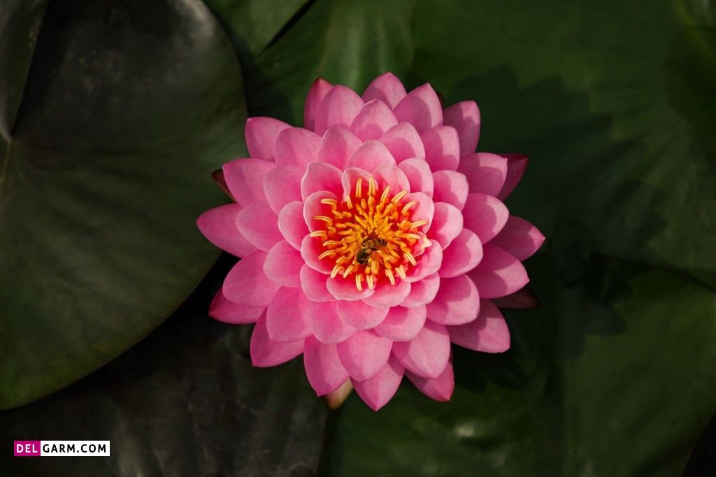  تصویر زمینه نیلوفر آبی