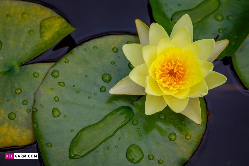  تصویر زمینه نیلوفر آبی