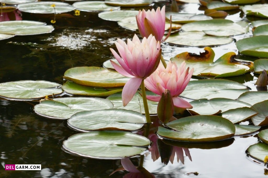 عکس گل نیلوفر آبی برای پروفایل