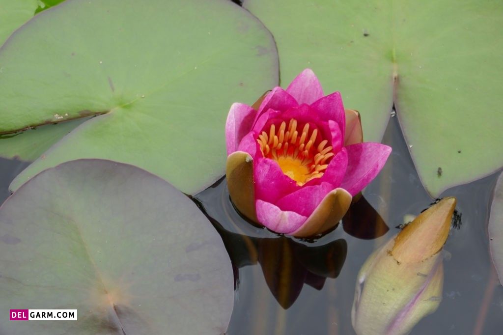  عکس پروفایل گل نیلوفر آبی