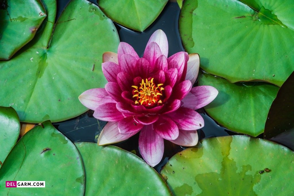  عکس گل نیلوفر آبی برای صفحه گوشی