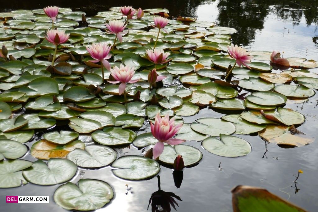  تصویر زمینه نیلوفر آبی