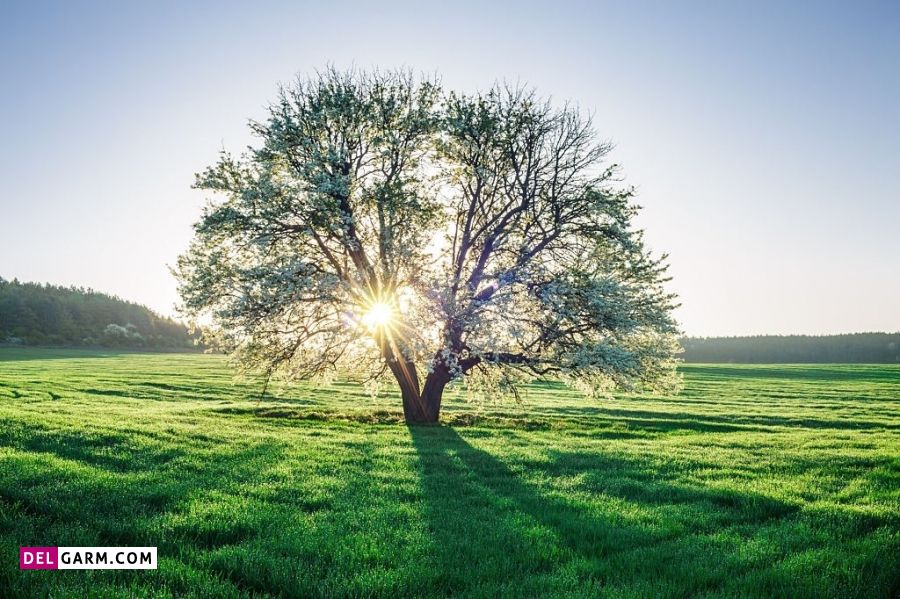 پیامک صبح بخیر بهاری