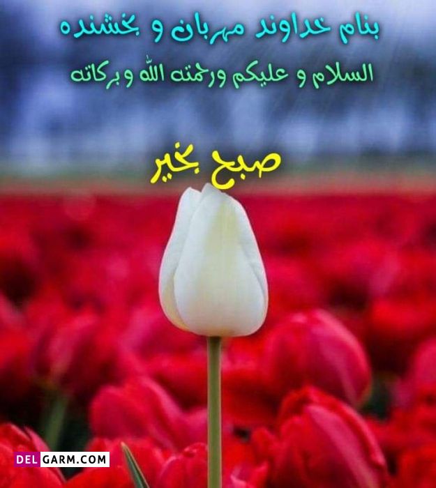 عکس صبح بخیر شاد