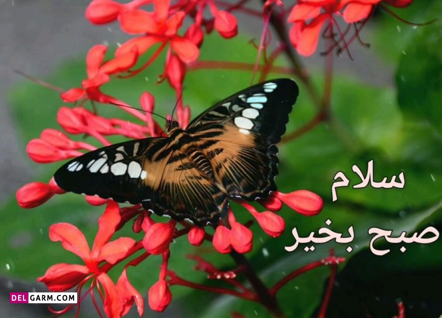 متن صبح بخیر آریایی