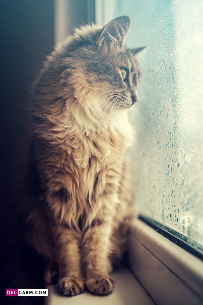 عکس خفن عکس پروفایل بارانی لاکچری