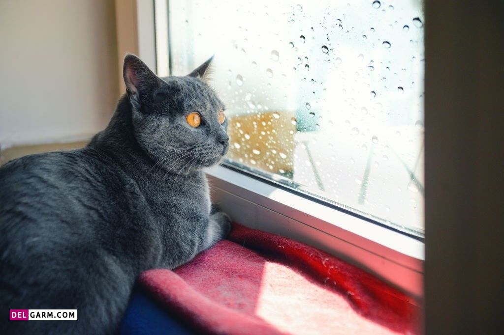 عکس باران واقعی