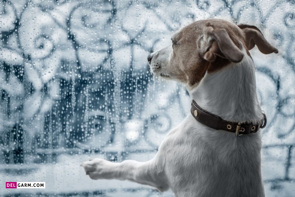 عکس خفن عکس پروفایل بارانی لاکچری