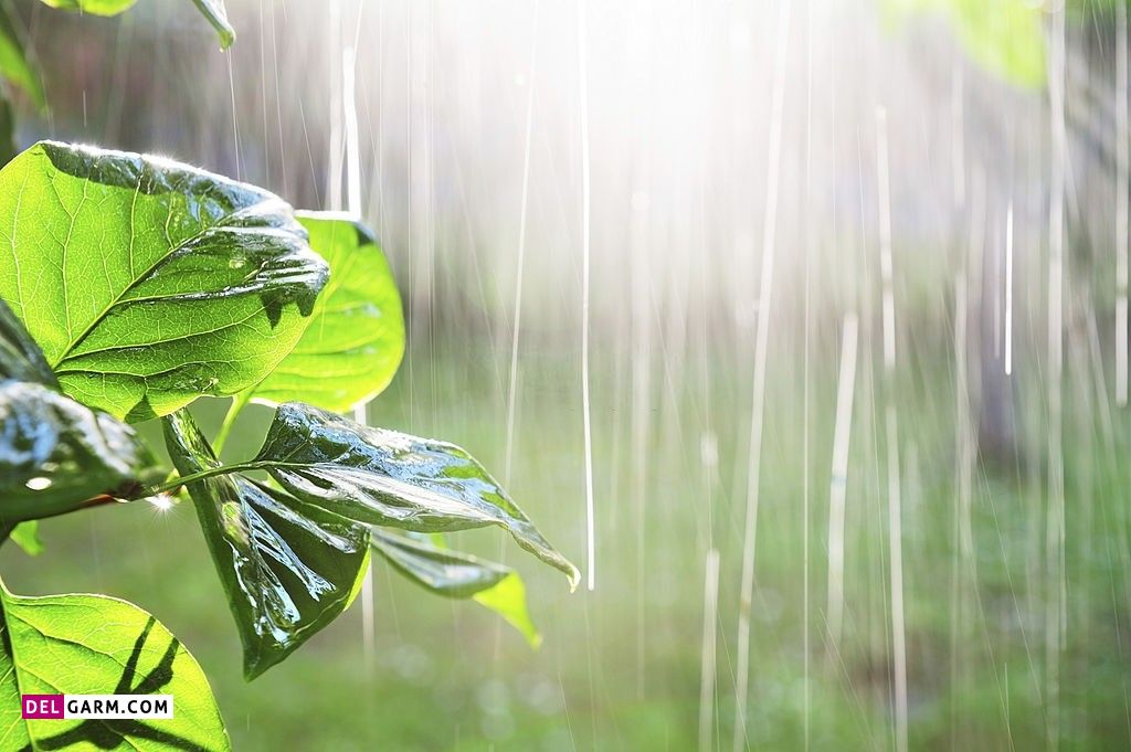 عکس باران و پنجره