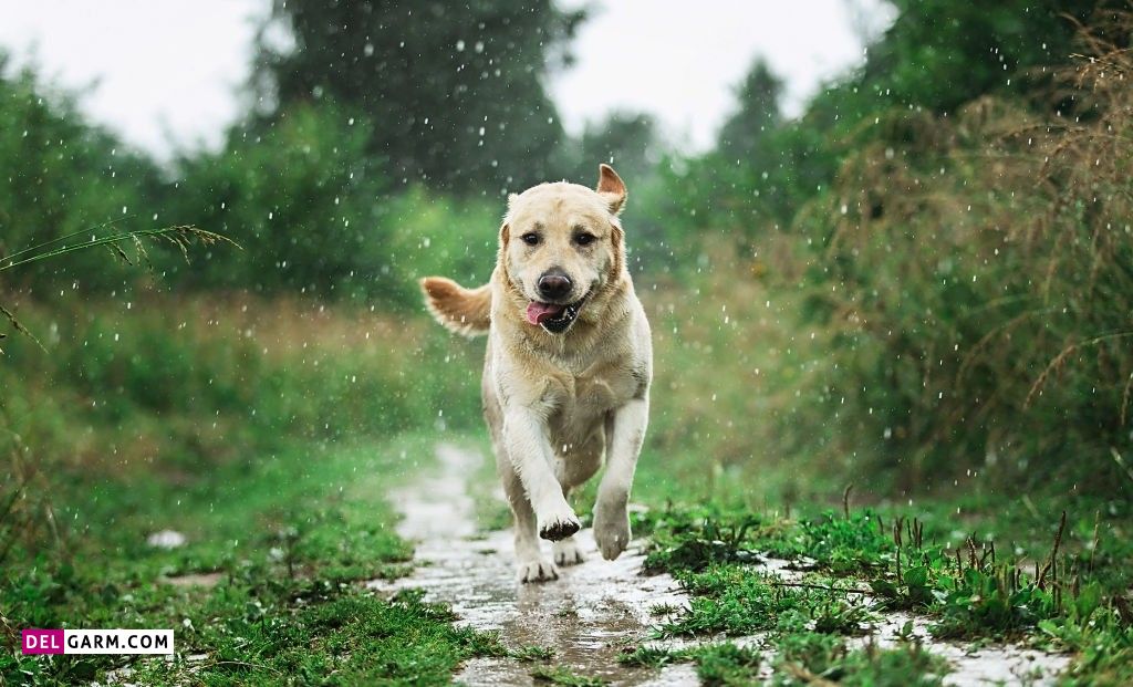 عکس باران و پنجره