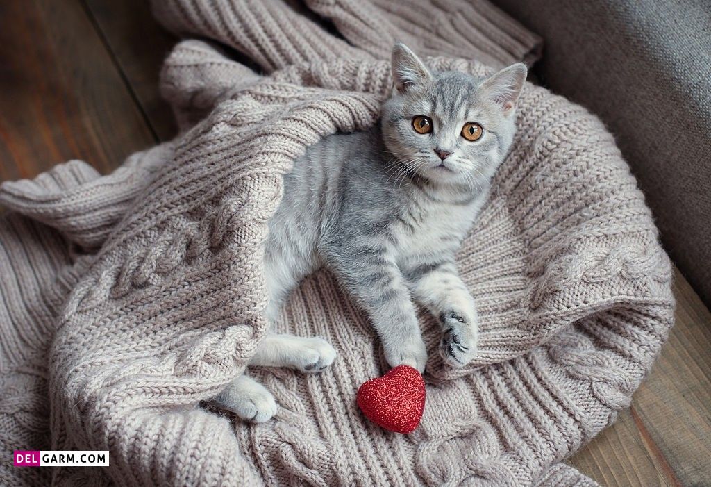 عکس گربه عاشقانه برای پروفایل