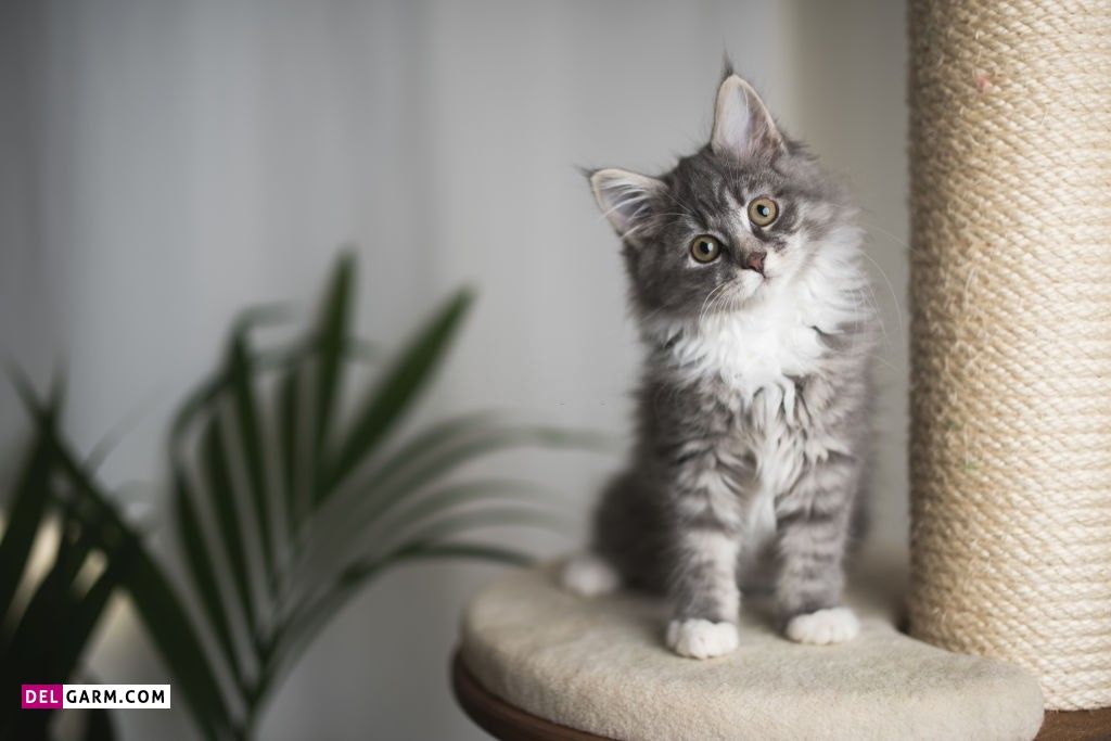 عکس گربه عاشقانه برای پروفایل