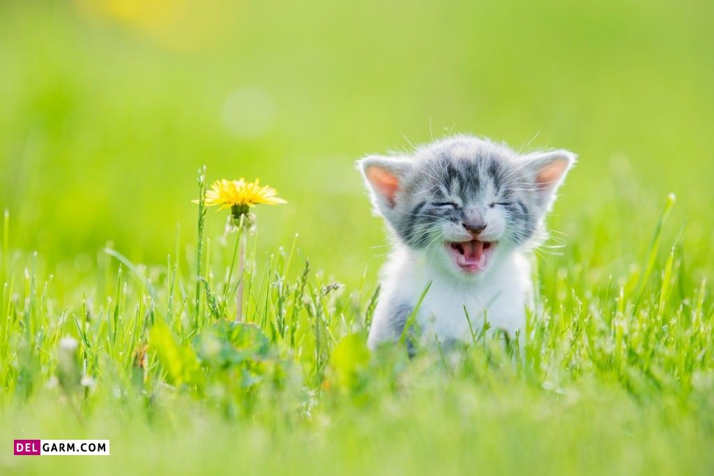 عکس گربه عاشقانه برای پروفایل