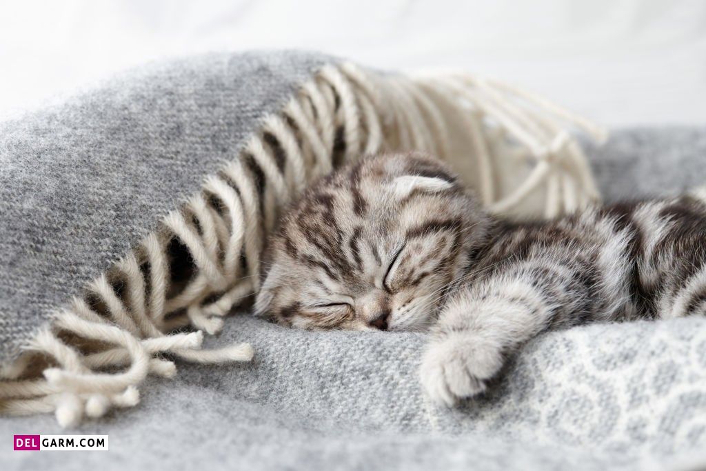 عکس گربه عاشقانه برای پروفایل