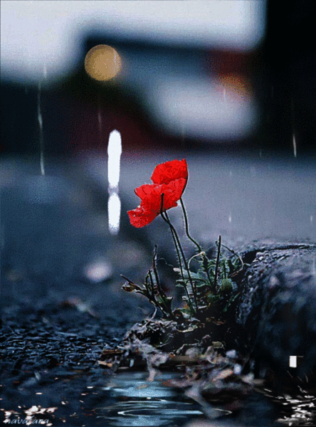 عکس باران و پنجره