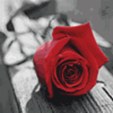 گیف گل رز