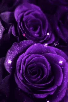 گیف گل رز