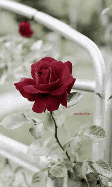گیف گل رز