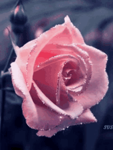 گیف گل رز