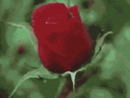 گیف گل رز