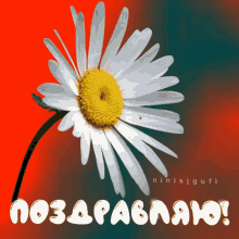 گیف گل بابونه
