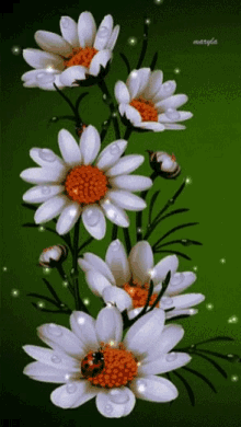گیف گل بابونه