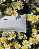 گیف گل بابونه
