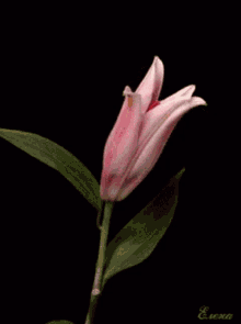 گیف گل لیلیوم