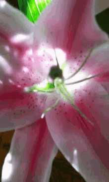 گیف گل لیلیوم