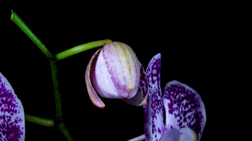 گیف گل ارکیده