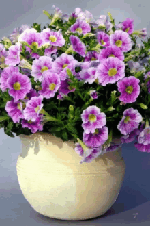 گیف گل اطلسی